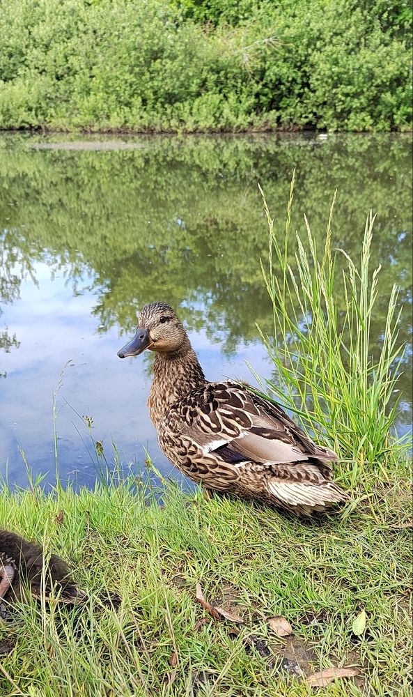 Утки в дели