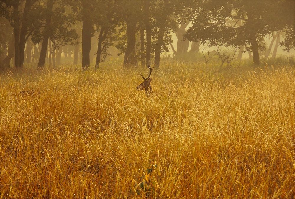 Фотография автора BIPLAB MISRA