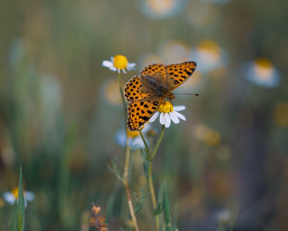 Photograph by Станка Петрова