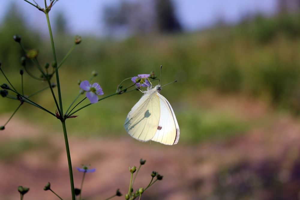 Photograph by Olga Bagaeva