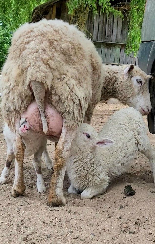 Фотография автора Lada Yakouchyk