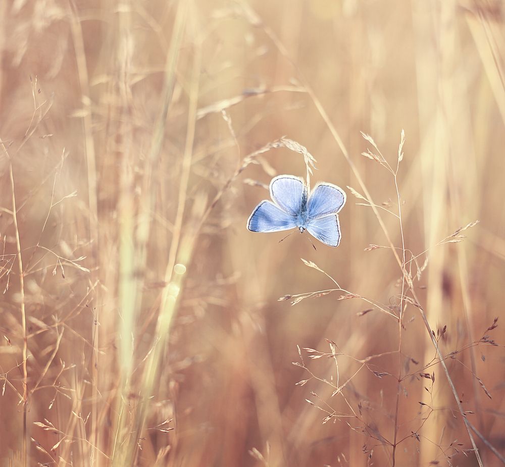 Photograph by Алена Полетаева