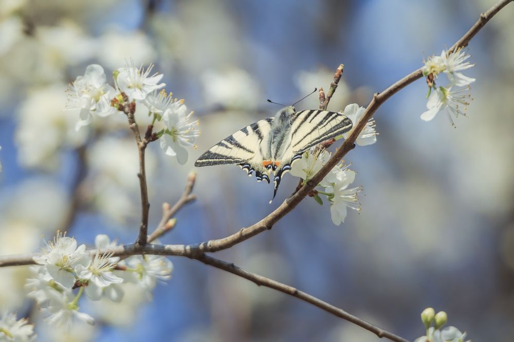 Весенний полет.