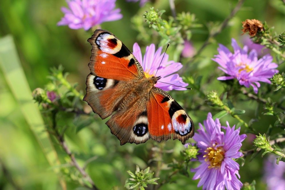 Photograph by Любовь Фёдорова