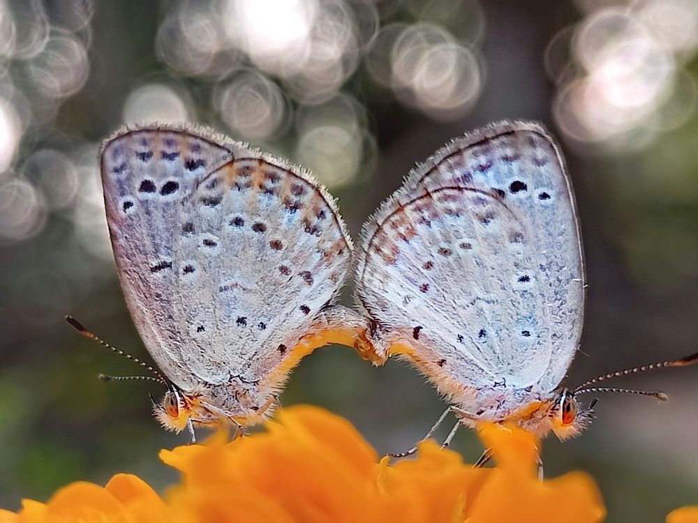 Photograph by Subhajit Jana