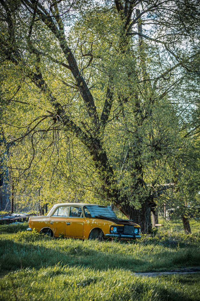 Старая ласточка