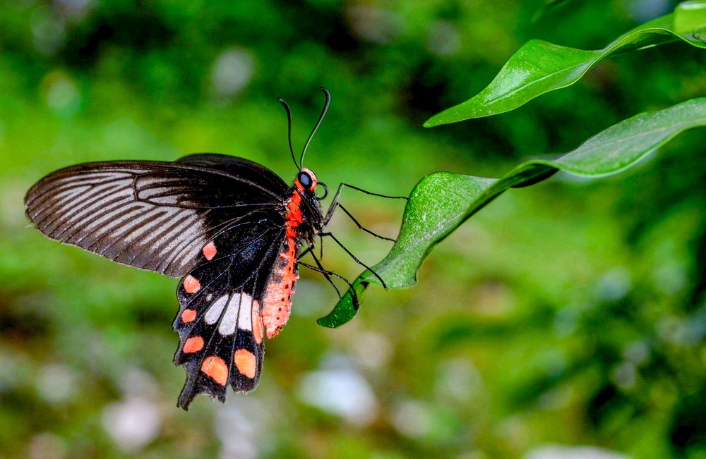 Photograph by Kamal Bhattacharjya