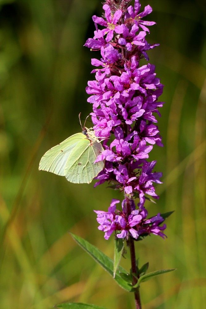 Photograph by Любовь Фёдорова
