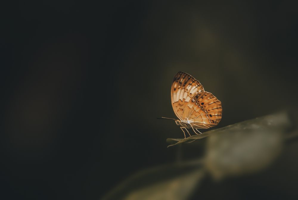 Фотография автора Anil Prabhakar