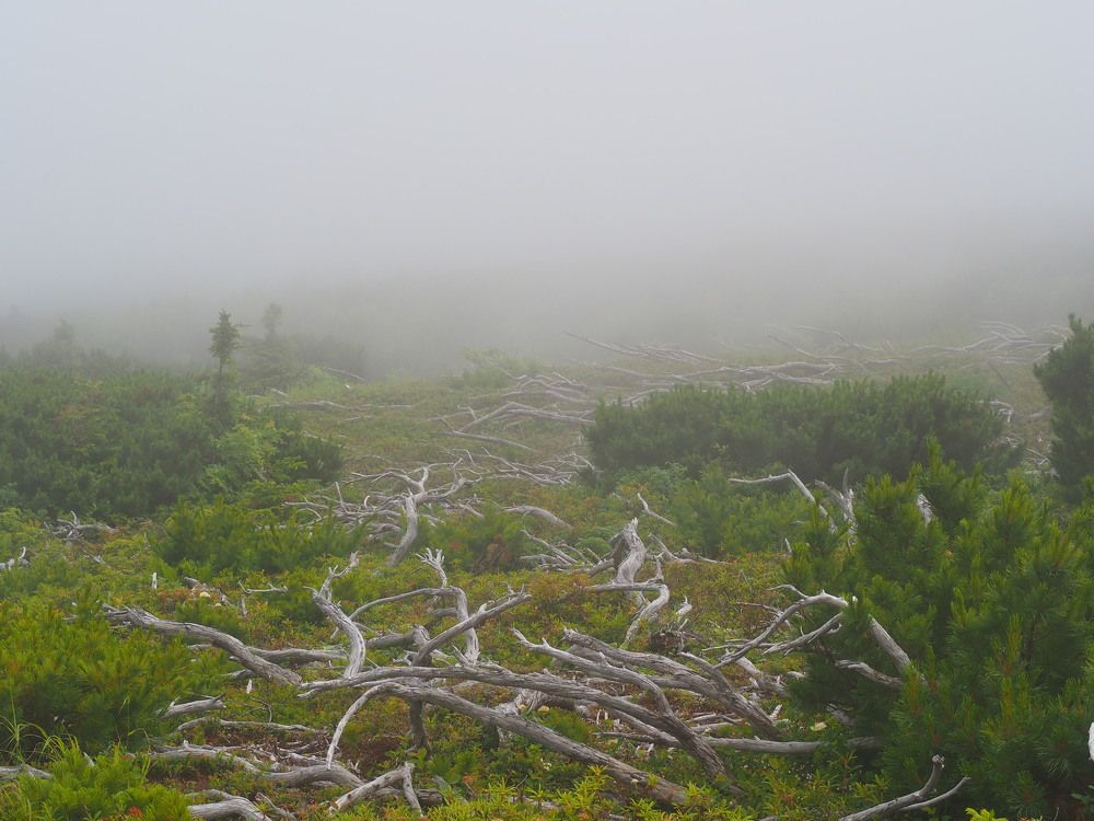 Фотография автора Olena Vorotyntseva