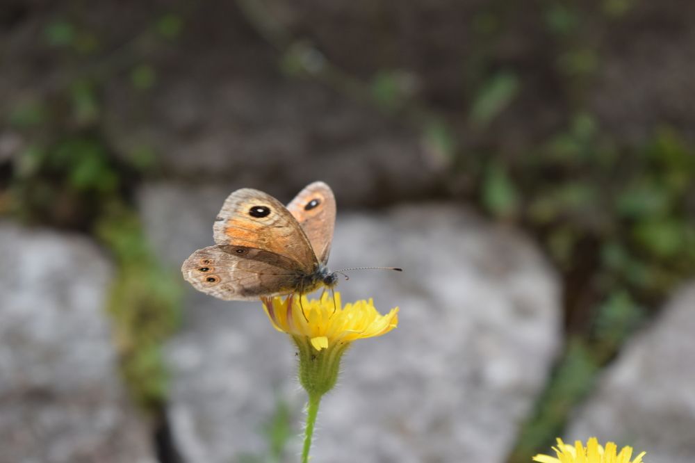THE EYES OF THE FLOWER