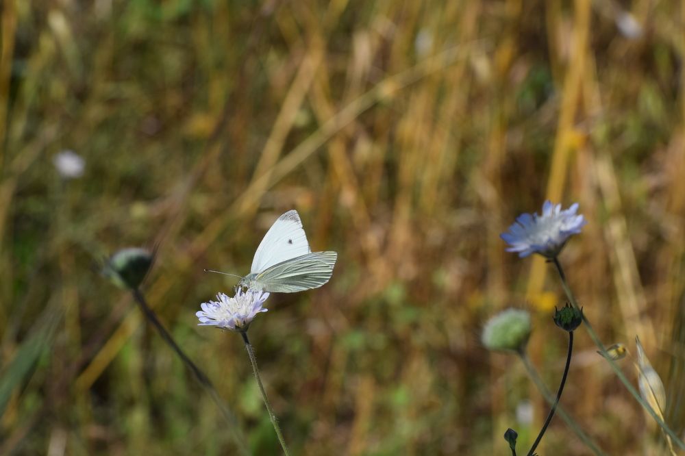 The beauty of simplicity !