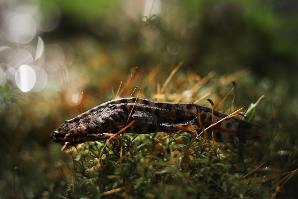 Photograph by Сальников Евгений