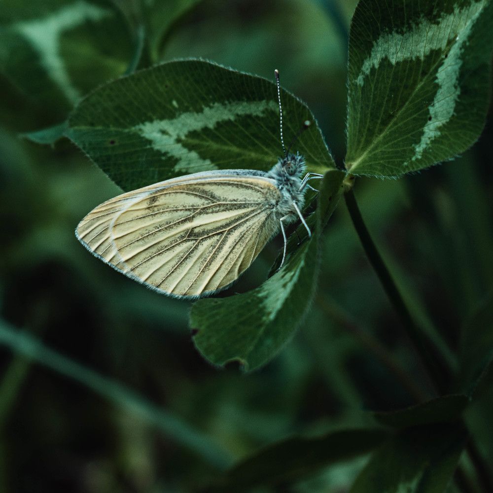 Photograph by Дирель Дарья