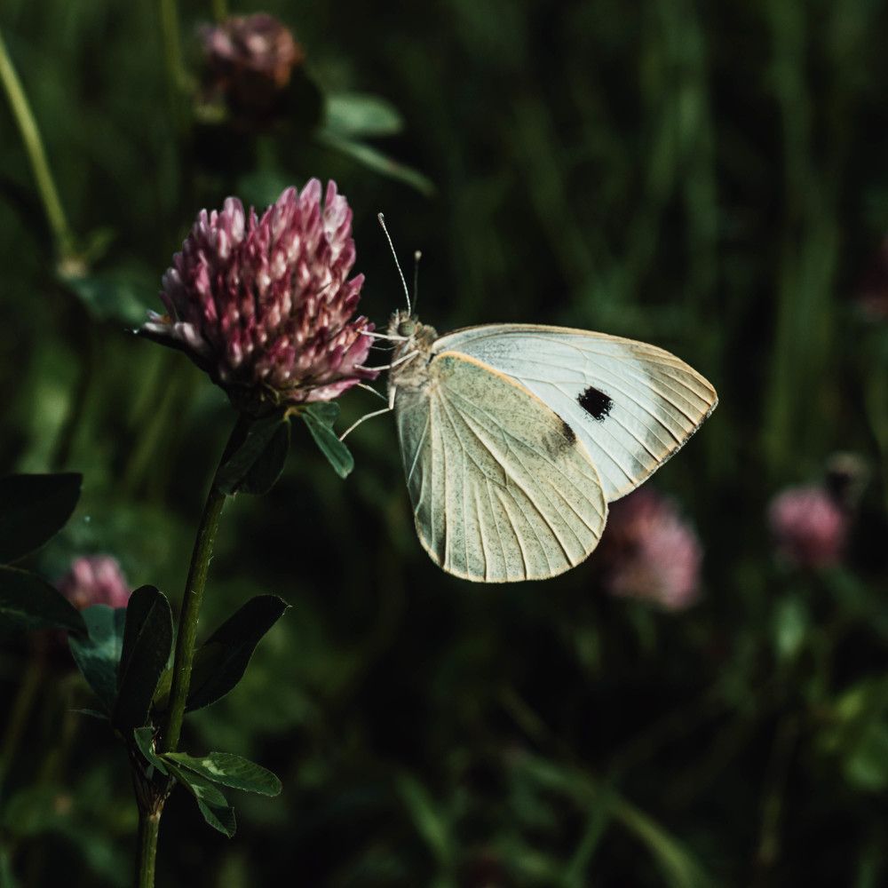 Photograph by Дирель Дарья