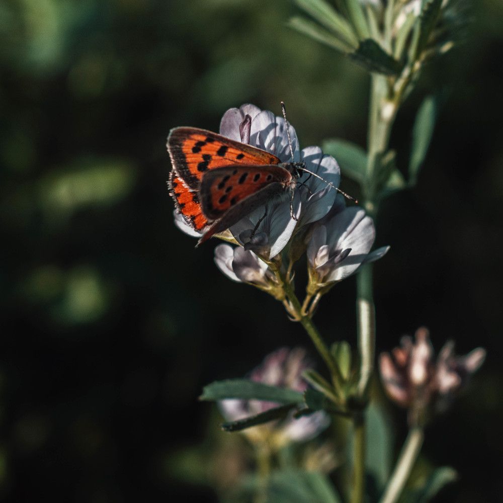 Photograph by Дирель Дарья