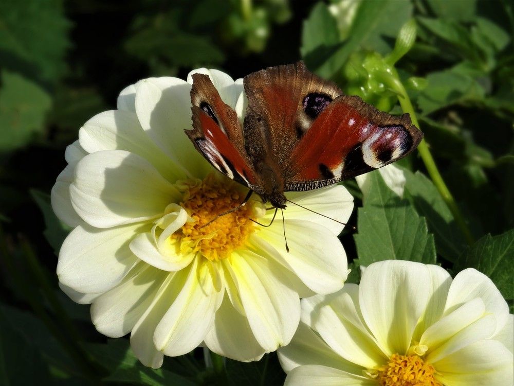 Photograph by Марина Раткун