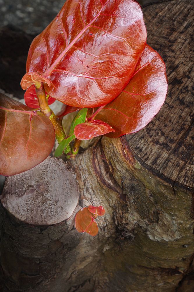 Photograph by Israel Pacheco