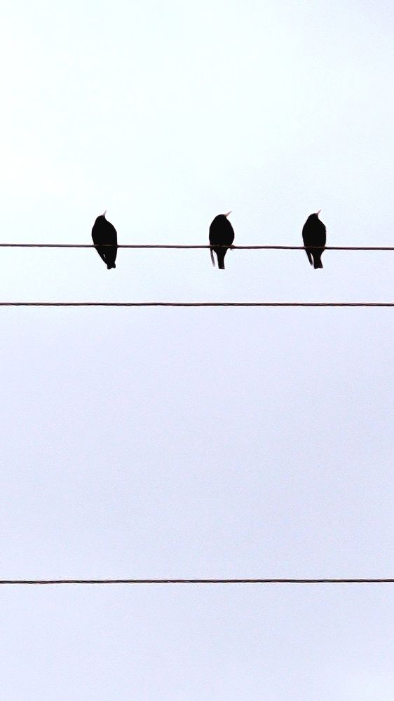 Трио пернатых исполнителей!!!