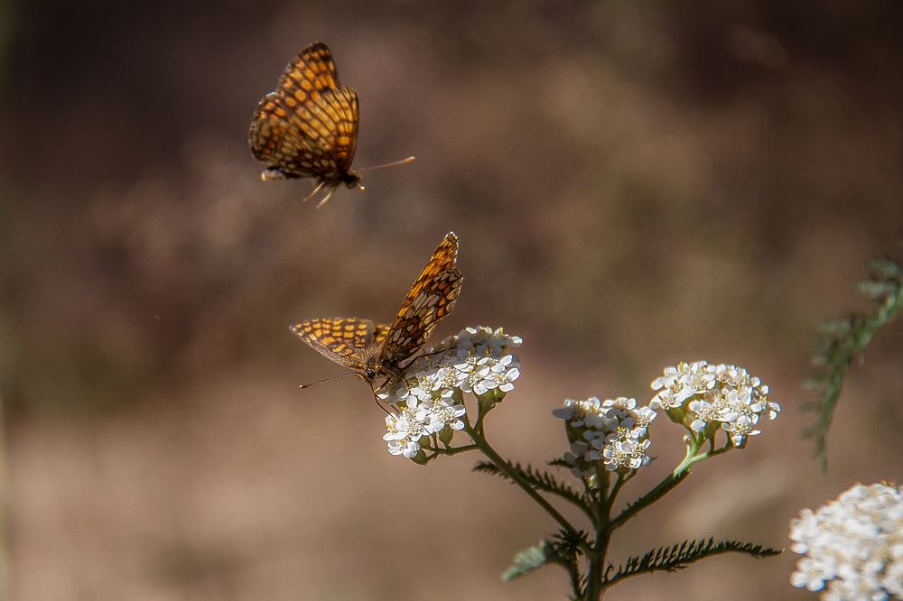 Photograph by Алексей Трифонов