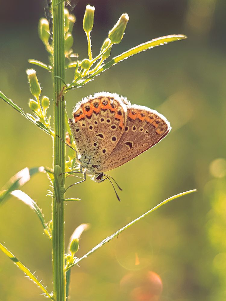 Photograph by Sergey Kolos