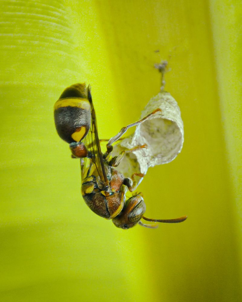 Photograph by Sayanth Sudheesh