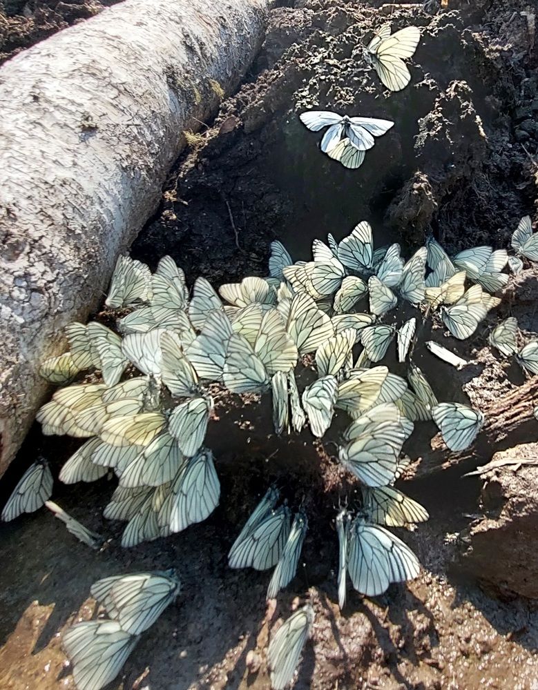 Photograph by Степан Павловский