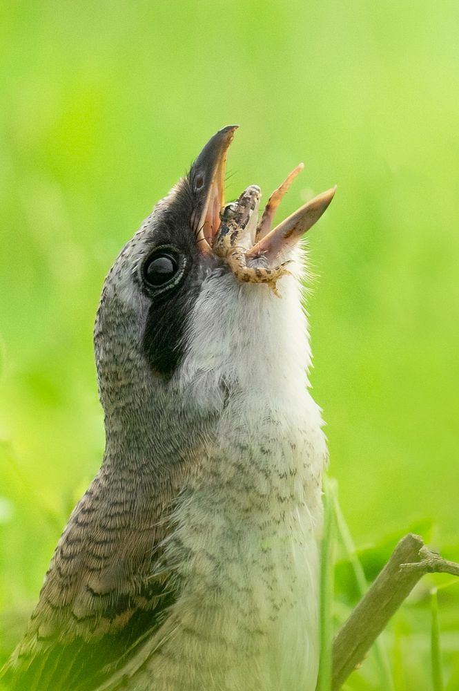 Photograph by Arun Prakash