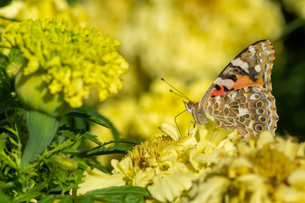 Photograph by Андрей Городецкий
