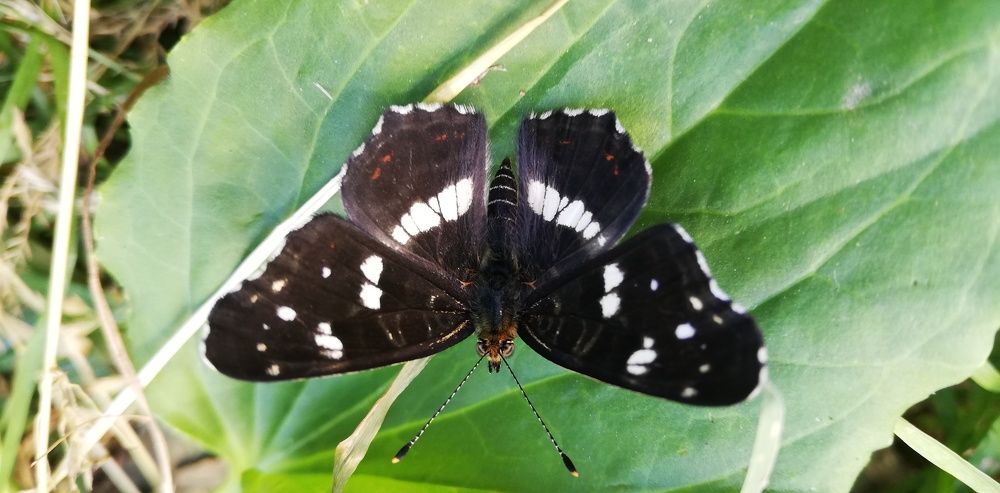 Photograph by Лариса Неудачина