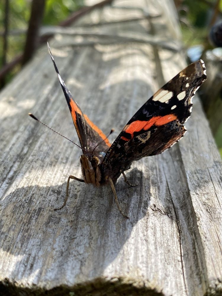 Photograph by Лариса Неудачина