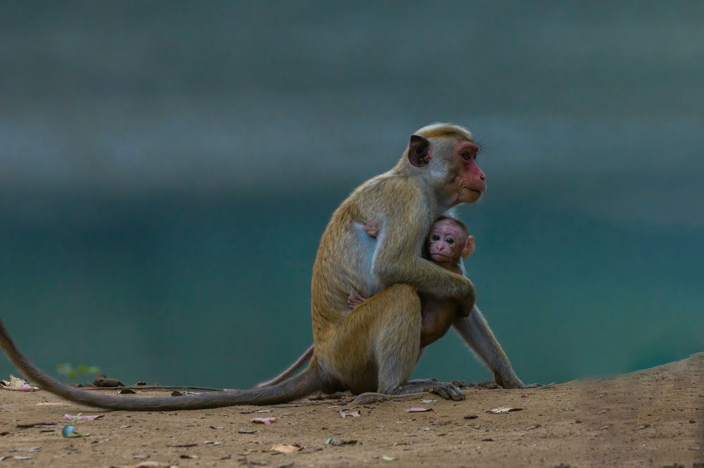 Photograph by Chanaka Chathuranga Athapaththu