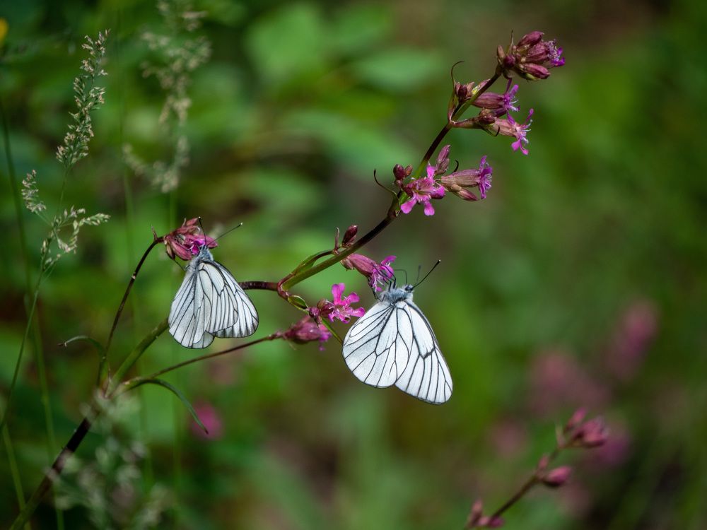 Photograph by Сергей Забиякин