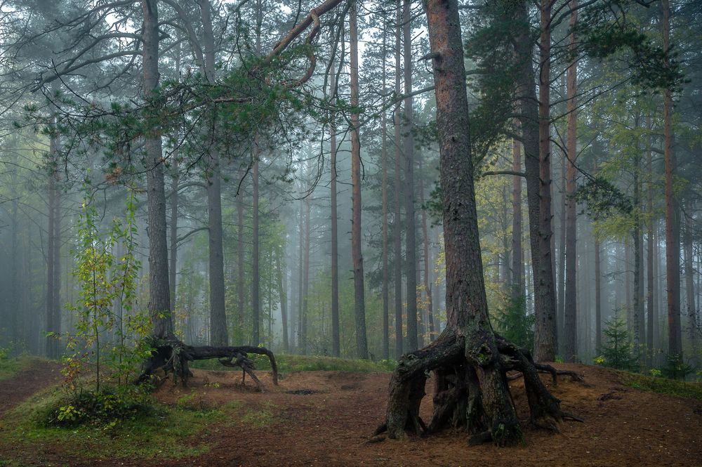 Фотография автора Васильев Андрей