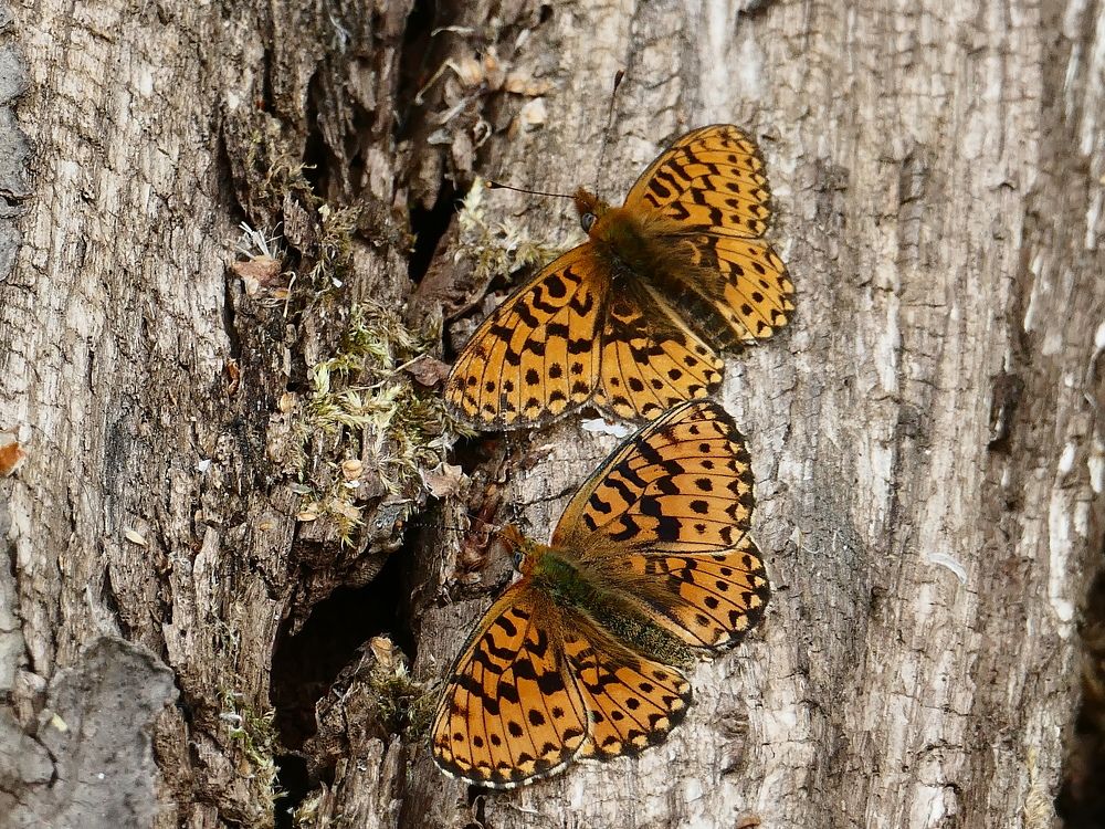 Photograph by Александр Кизим