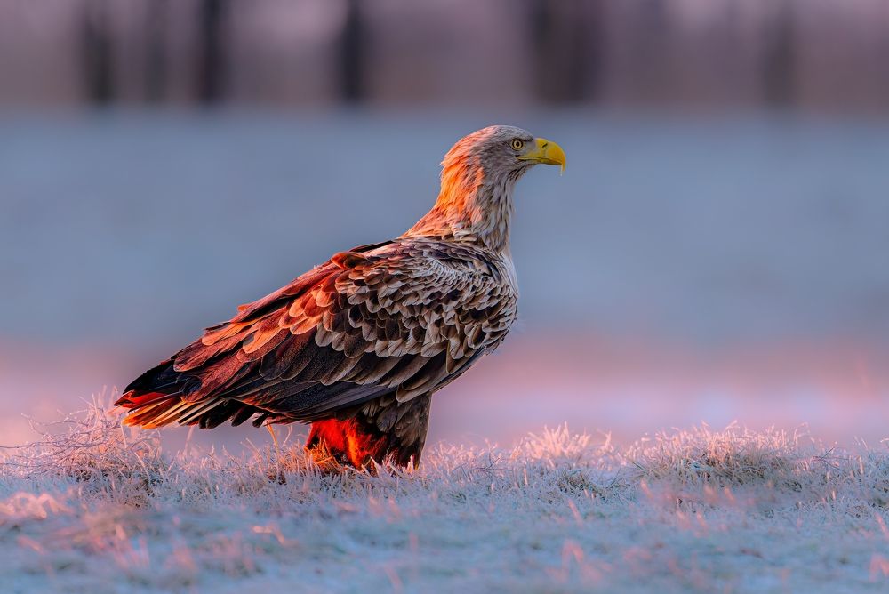 Seeadler im Morgenlicht
