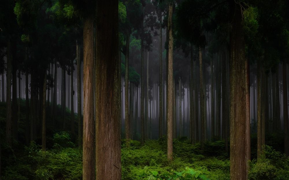 Photograph by Priyadarshi Mondal