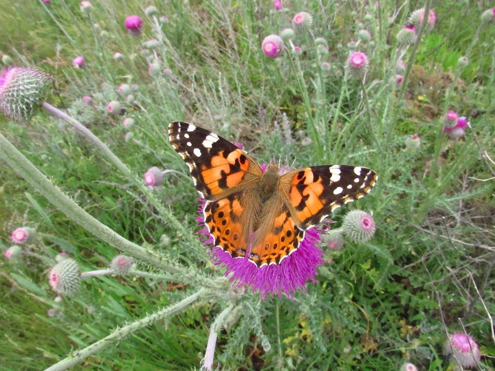 Photograph by Денис Веску