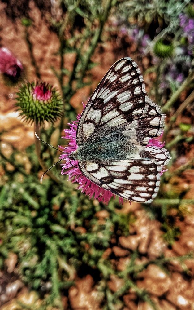 Фотография автора Mahdi Mohammadi