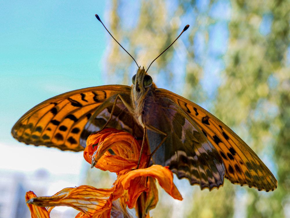 Photograph by Игорь Смирнов