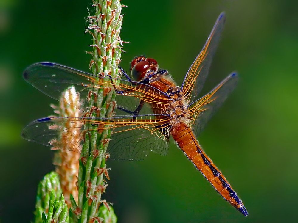 Photograph by Игорь Чеботарёв