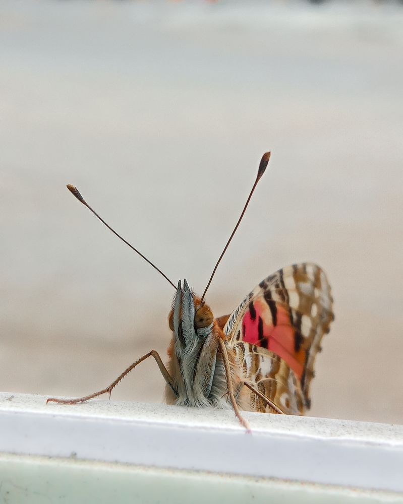 Photograph by mufi pk