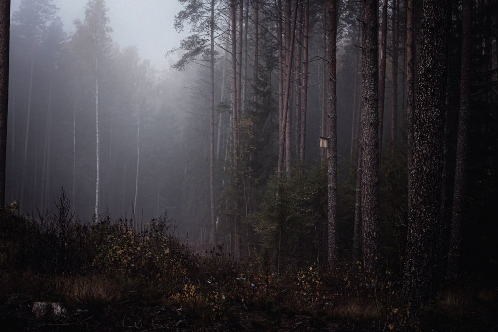 Photograph by Евгений Белов