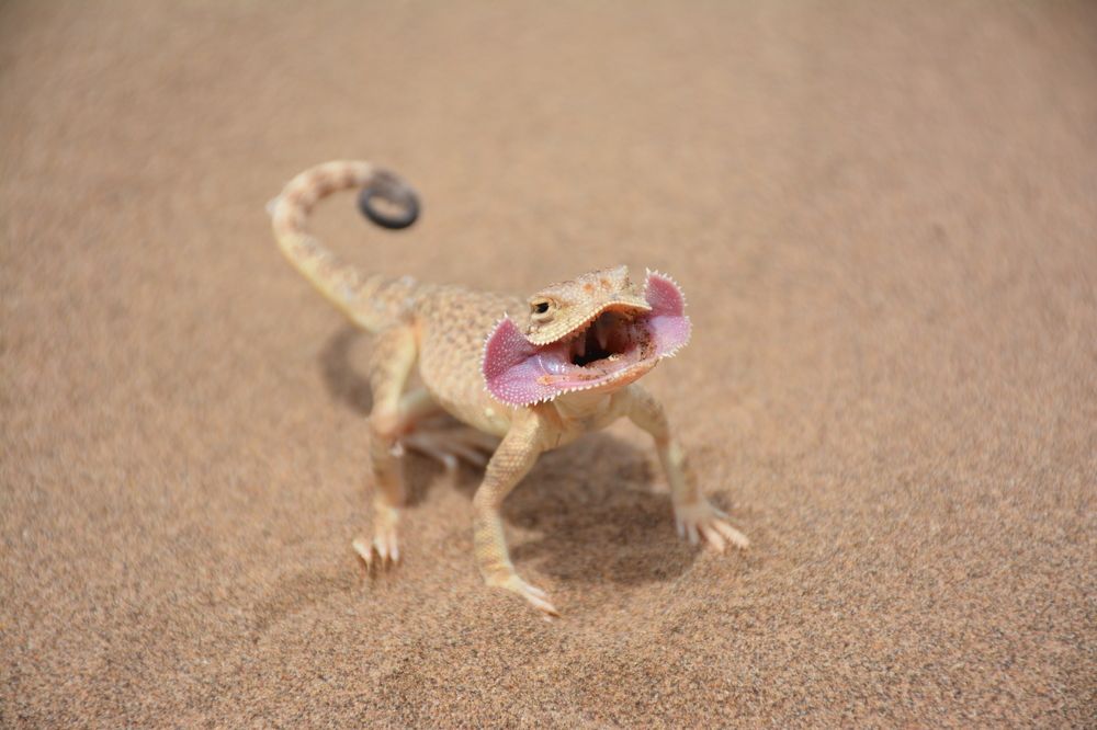 Photograph by Mohammad Amin Ghaffari