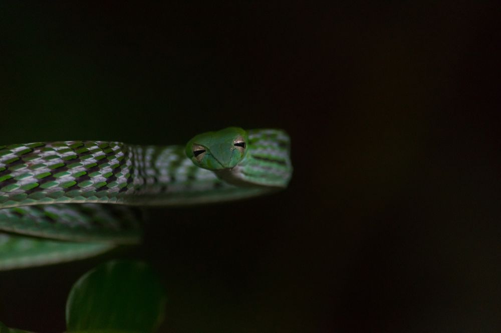 Photograph by Pradeep Hewage