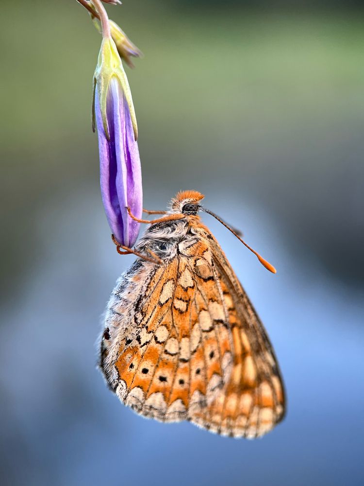 Сон бабочки