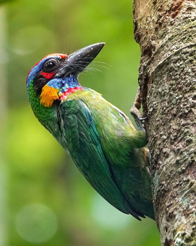 Red-crowned Barbet