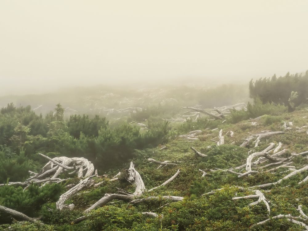 Фотография автора Olena Vorotyntseva