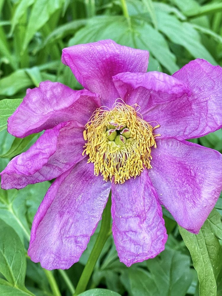 Фотография автора Nadezhda