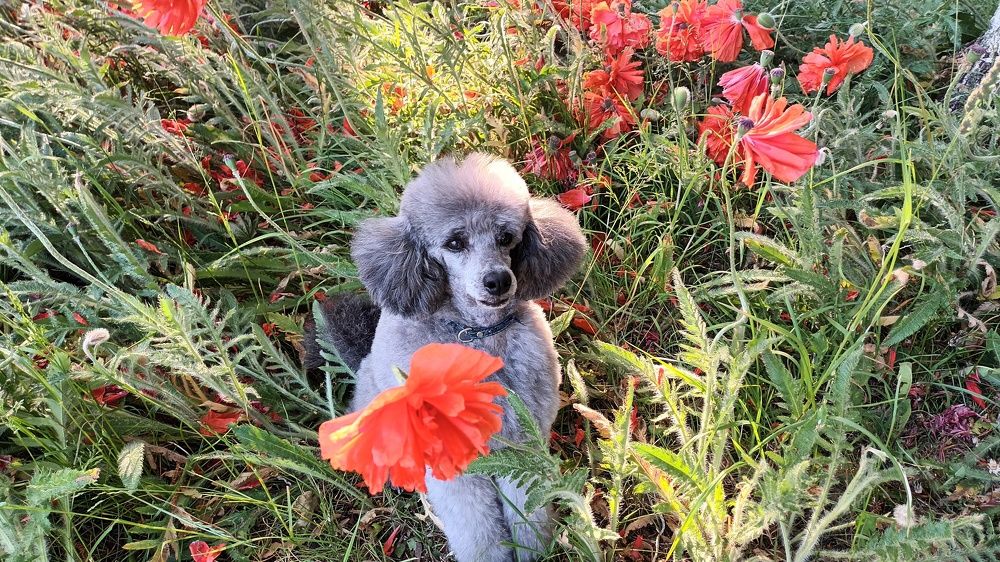 Пудель в маках